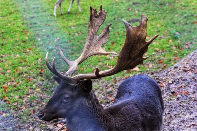 Close-up of deer on field