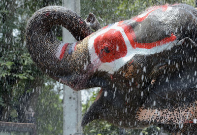 Close-up of elephant spraying water