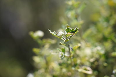 Close-up of plant leaves