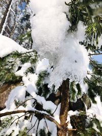 Close-up of frozen tree during winter