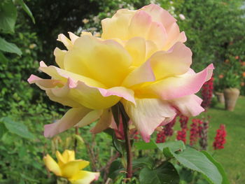 Close-up of yellow flowers blooming outdoors
