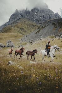 Horses on field