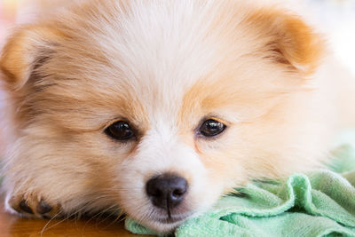 Close-up portrait of dog