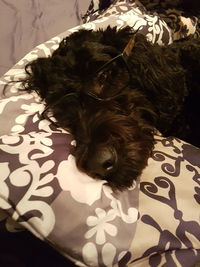 Close-up of hairy dog wearing eyeglasses while resting on bed