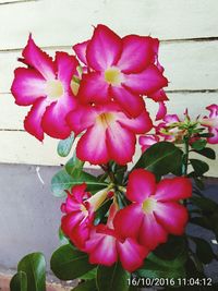 Close-up of pink flowers