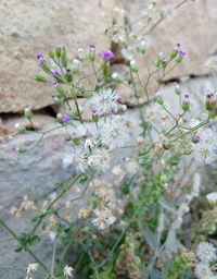 Close-up of purple flowers