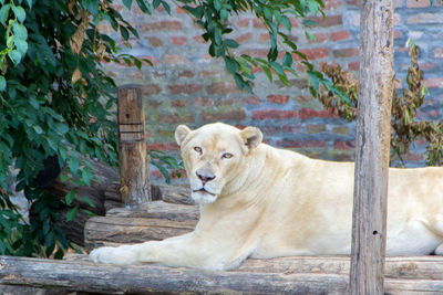 Portrait of a cat in zoo