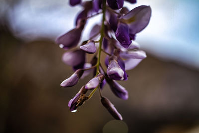 Close-up of purple flowering plant