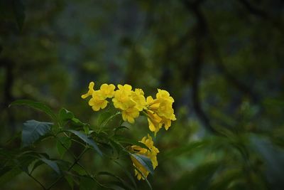 Close-up of yellow flowering plant