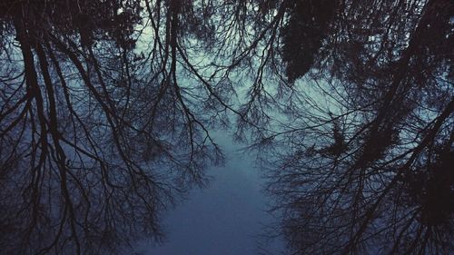 Low angle view of trees against sky