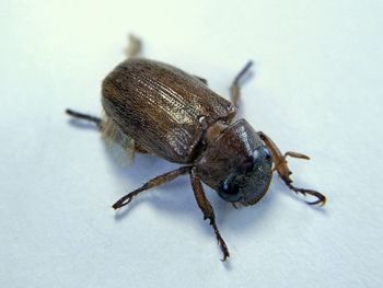 A beautiful beetle 