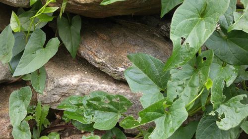 Close-up of leaves