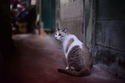 View of a cat looking away