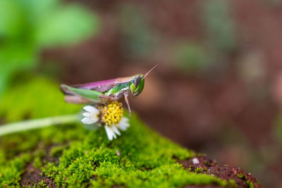 Close up of little grasshoper on flower