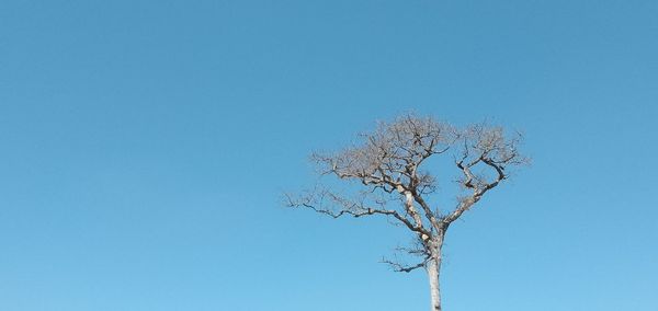 Low angle view of bare tree against clear blue sky