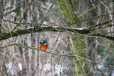 Bird perching on branch