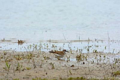 Birds in lake