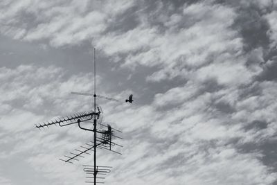 Low angle view of bird starting from aerial against sky