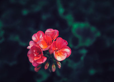 Beautiful fairy dreamy magic pink red flowers with dark green leaves