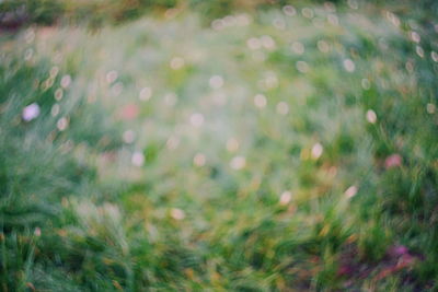 Defocused image of flowering plants on field