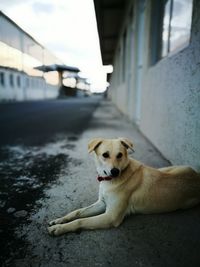 Close-up of dog