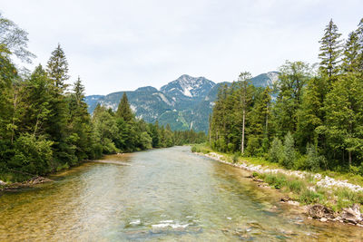 Scenic view of forest against sky