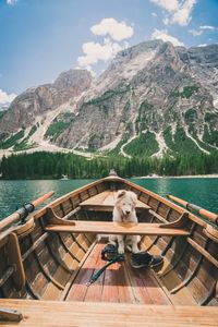 Dog on a boat. 