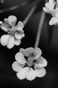 Close-up of flowers blooming outdoors