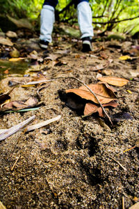 Low section of man standing on autumn leaves