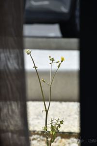 Close-up of flowering plant