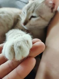 Close-up of hand holding cat