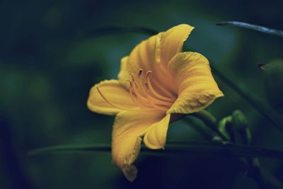 Close-up of yellow rose flower