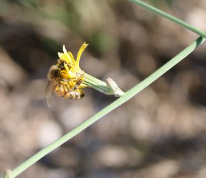 Close-up of insect on plant