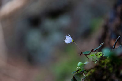 Close-up of purple flowering plant