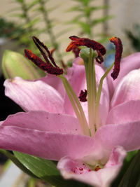 Close-up of pink flowering plant