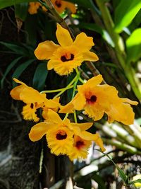 Close-up of yellow flowering plant