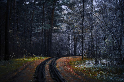 Road amidst trees in forest