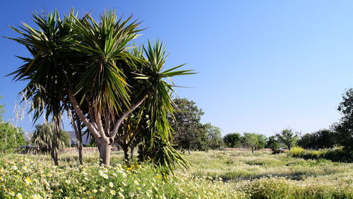 Palm tree against clear sky