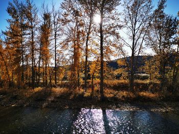 Trees in forest during autumn