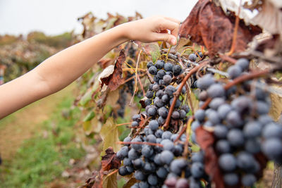 Close-up of grapes growing in vineyard