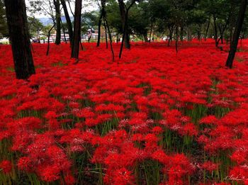 Red flowers growing on tree