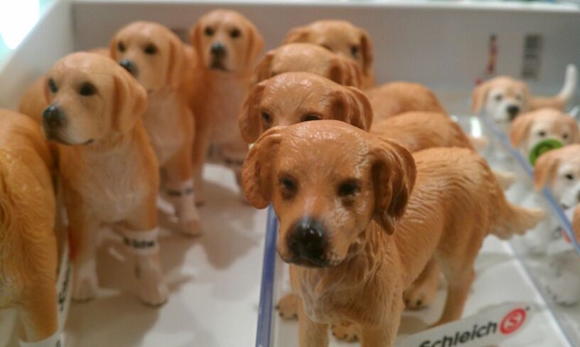 indoors, animal themes, dog, domestic animals, close-up, food and drink, mammal, focus on foreground, brown, pets, food, portrait, sweet food, no people, looking at camera, still life, selective focus, ready-to-eat, unhealthy eating, table