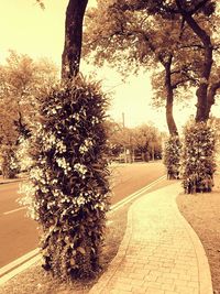 Close-up of trees by road against sky