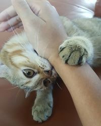 Close-up of woman with cat