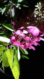 Close-up of pink flowers