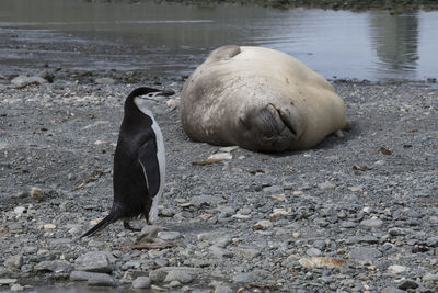 Chinstrap penguin walking past an elephant seal on elephant island in antarctica.