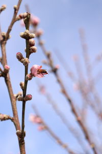 Low angle view of flowering plant against sky
