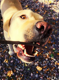 Close-up of a dog looking up