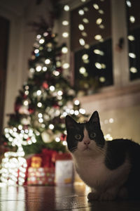 Cat on illuminated christmas tree