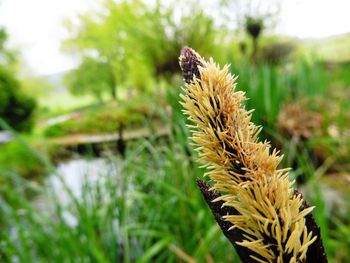 Close-up of plant on field